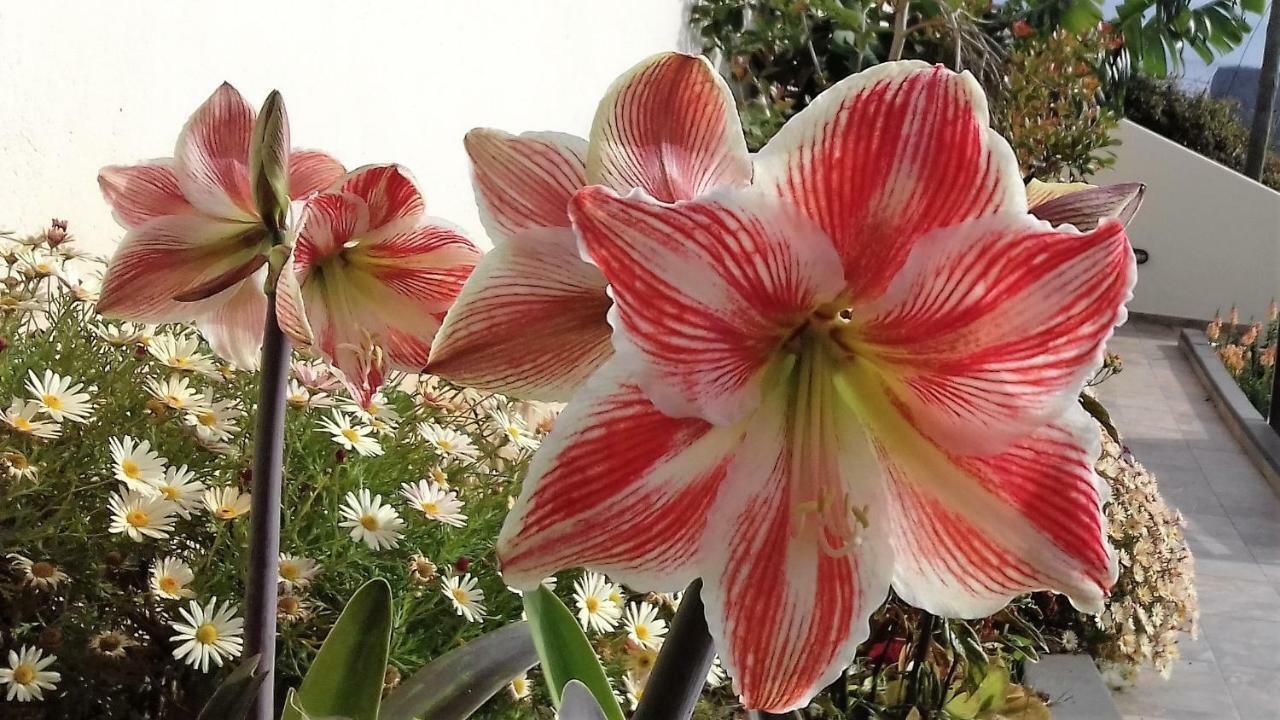 포르투다크루즈 Vivenda Linda Vista 아파트 외부 사진
